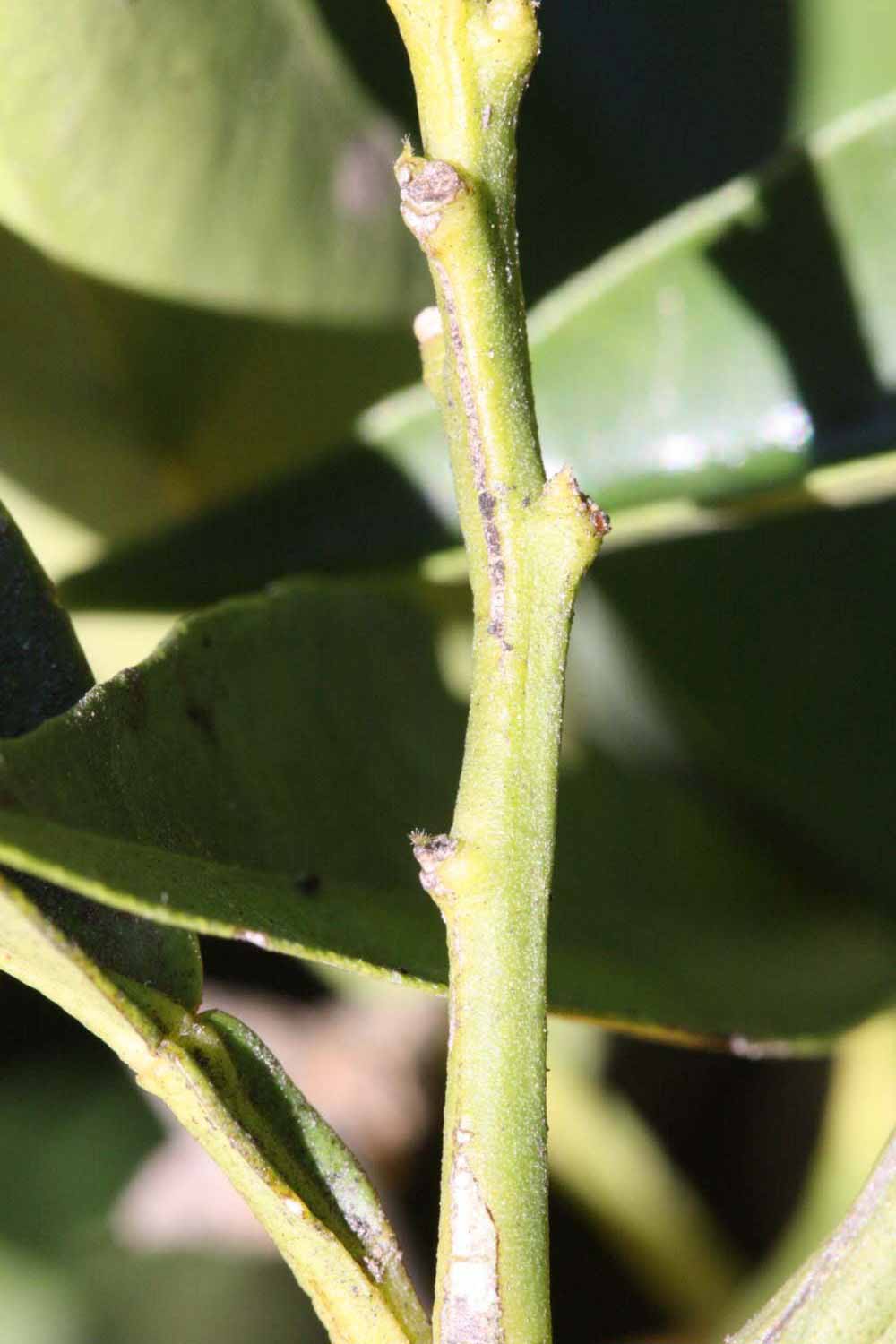              First year twig (Riverside, CA)       